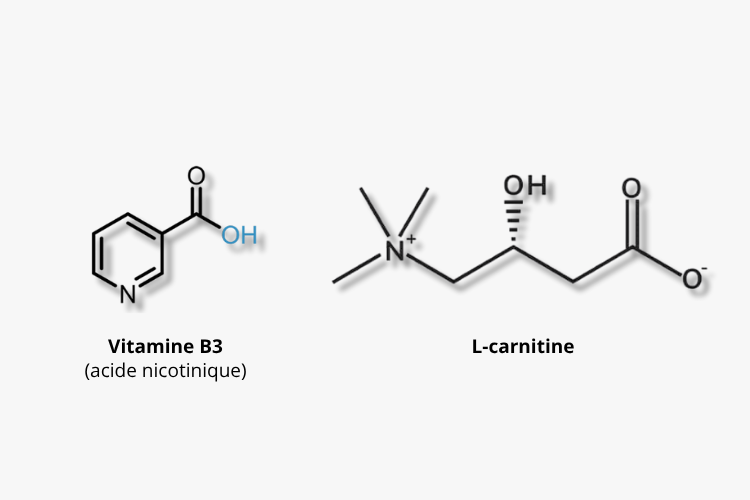 Les atouts du Cordyceps BIO Nutrixeal